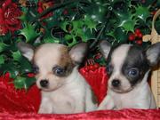 CHIHUAHUA  PUPPIES FOR REHOMING FOR THEIR NEW HOME