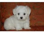Maltese Puppies For Sale Male and Female